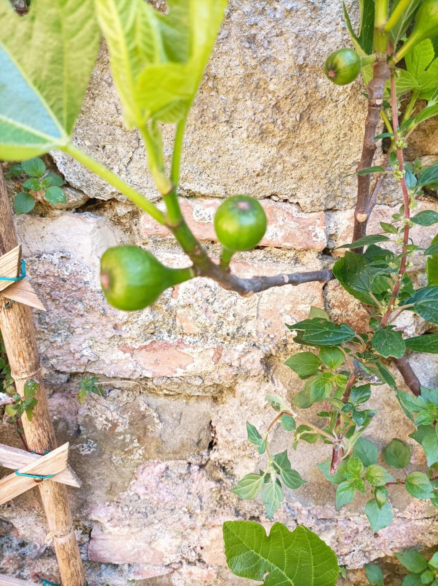 דירות פרוג'ה Boh & Boh A Casa Di Luca And His Cats מראה חיצוני תמונה